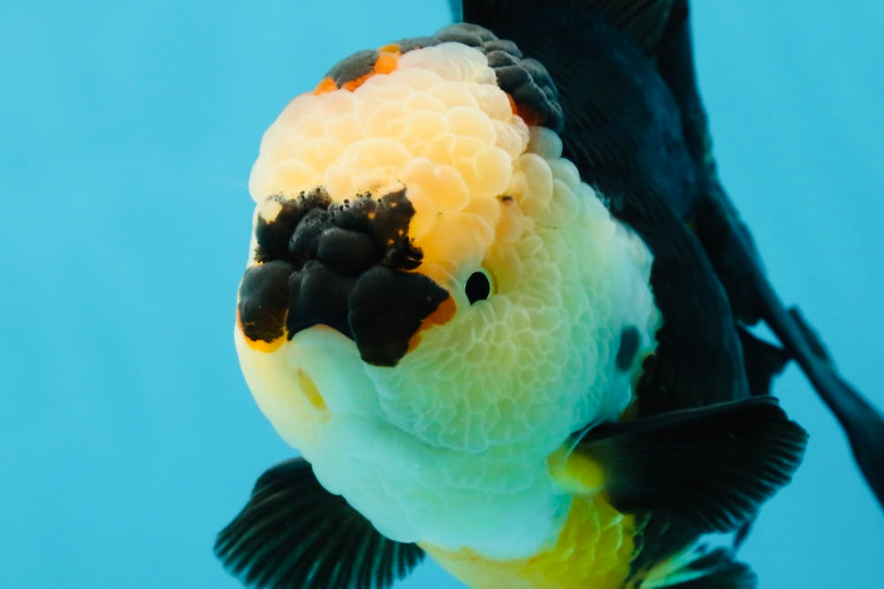 AAA Grade Tricolor Oranda Female 5.5-6 inches #050925OR_33