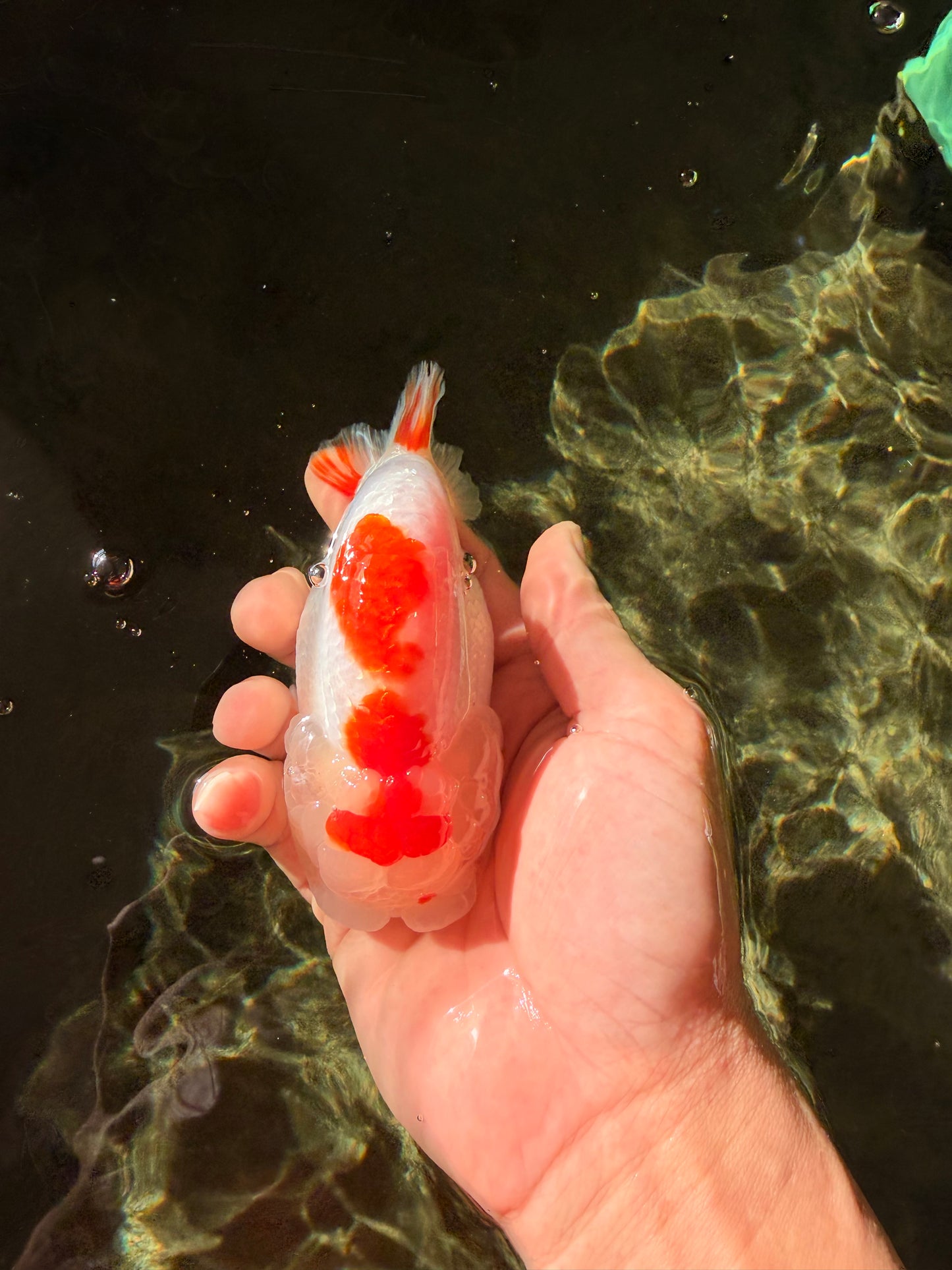 CHUBBY AAA Grade Kohaku Red White LionQueen 4.5-5 inches #032726LC_18