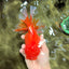 JUMBO A Grade Godzilla Red White Oranda Male 7 inches #031326OR_03
