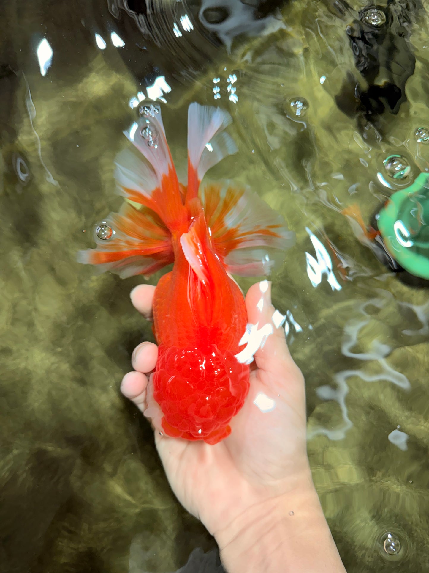 JUMBO A Grade Godzilla Red White Oranda Male 7 inches #031326OR_03