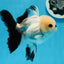 A Grade Button Eyes Panda Oranda Female 4.5-5 inches #0906OR_23