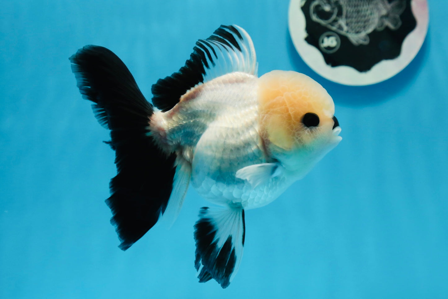 A Grade Button Eyes Panda Oranda Female 4.5-5 inches #0906OR_23