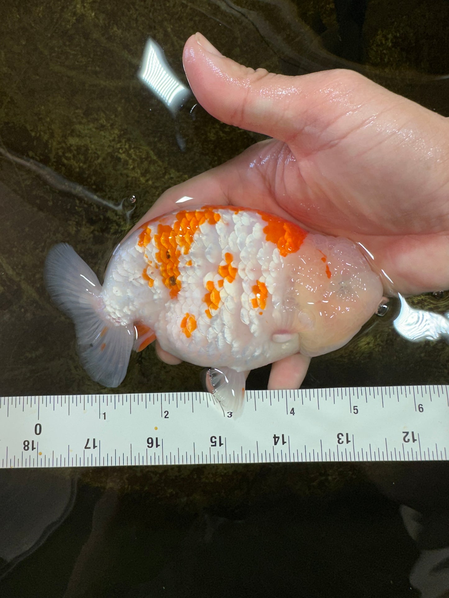 AAA Grade FANCY Kohaku Sakura LionKing 5.5 inches #100325LC_08