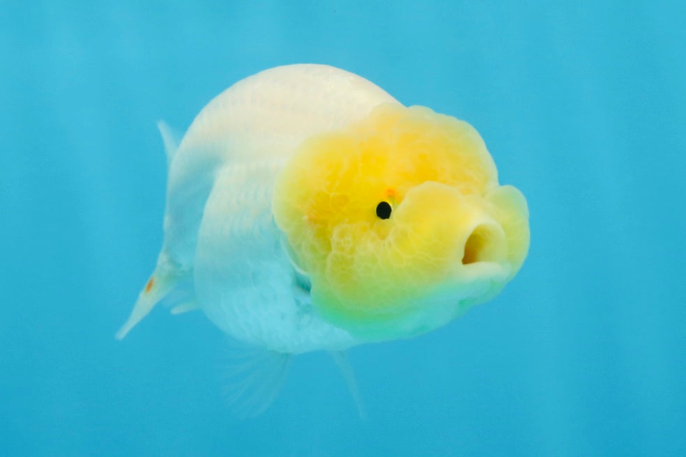 LEMON POP AAA Grade Lemonhead LionQueen 3.5-4 inches #101725LC_03