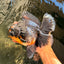 AAA Grade Jumbo Bloodline Kirin Oranda Male 7.5 inches #061926OR_05
