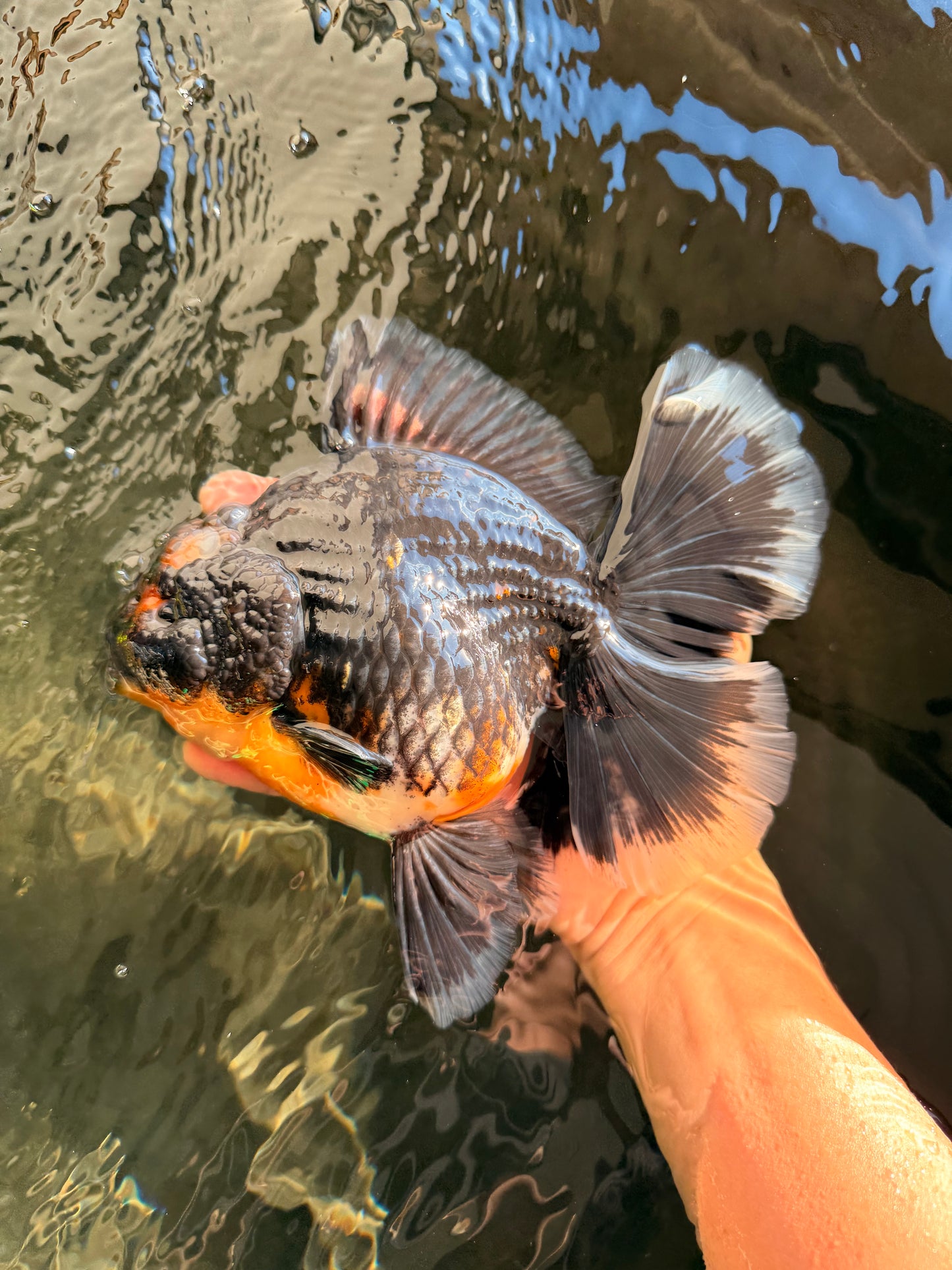 AAA Grade Jumbo Bloodline Kirin Oranda Male 7.5 inches #061926OR_05