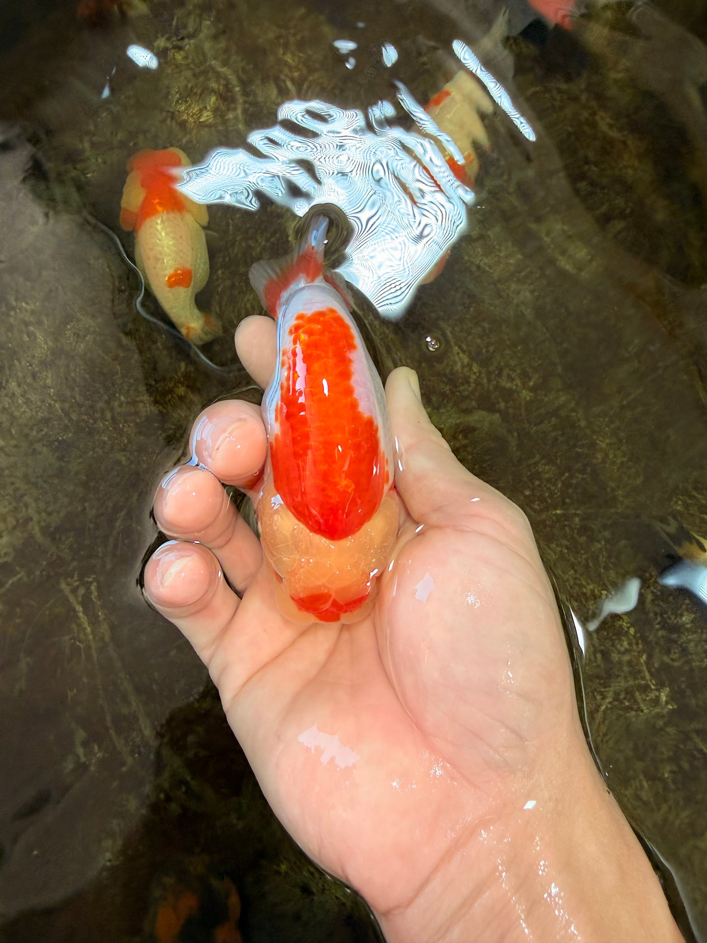 AAA Grade Young Red White Kohaku LionQueen 4 inches #101025LC_07