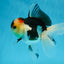 A Grade Tricolor Oranda Female 5 inches #080125OR_32