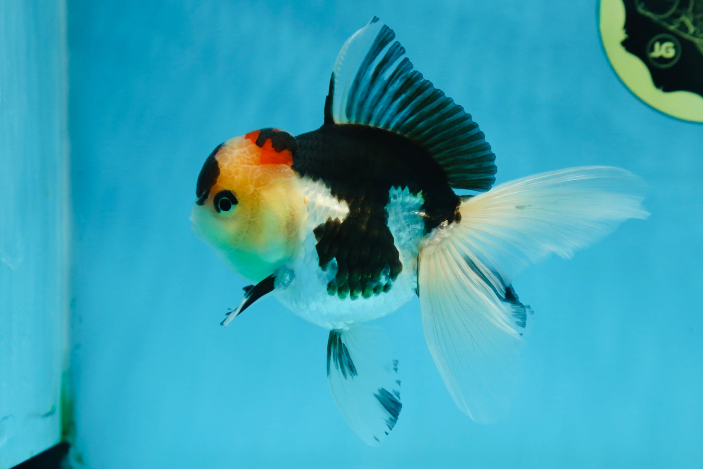 A Grade Tricolor Oranda Female 5 inches #080125OR_32