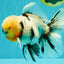 A Grade Marble Oranda Male 7 inches #071026OR_33
