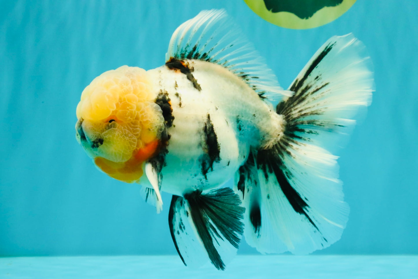 A Grade Marble Oranda Male 7 inches #071026OR_33