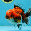 SPECIAL ROSE TAIL A Grade Calico Oranda Male 5.5 inches #120525OR_01