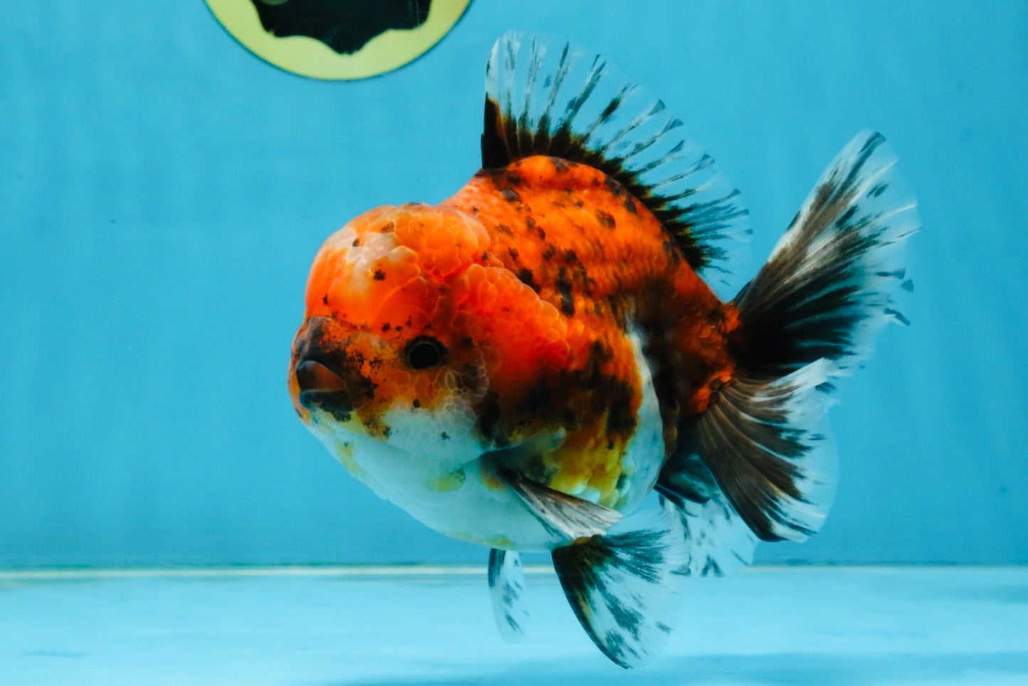 SPECIAL ROSE TAIL A Grade Calico Oranda Male 5.5 inches #120525OR_01