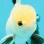 Panda Oranda Male 5 inches #032026OR_12