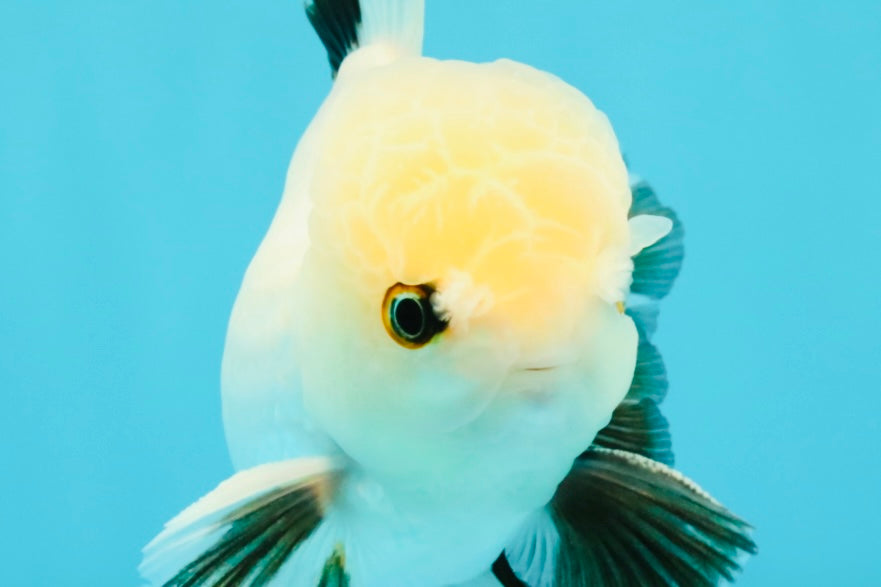 Panda Oranda Male 5 inches #032026OR_12