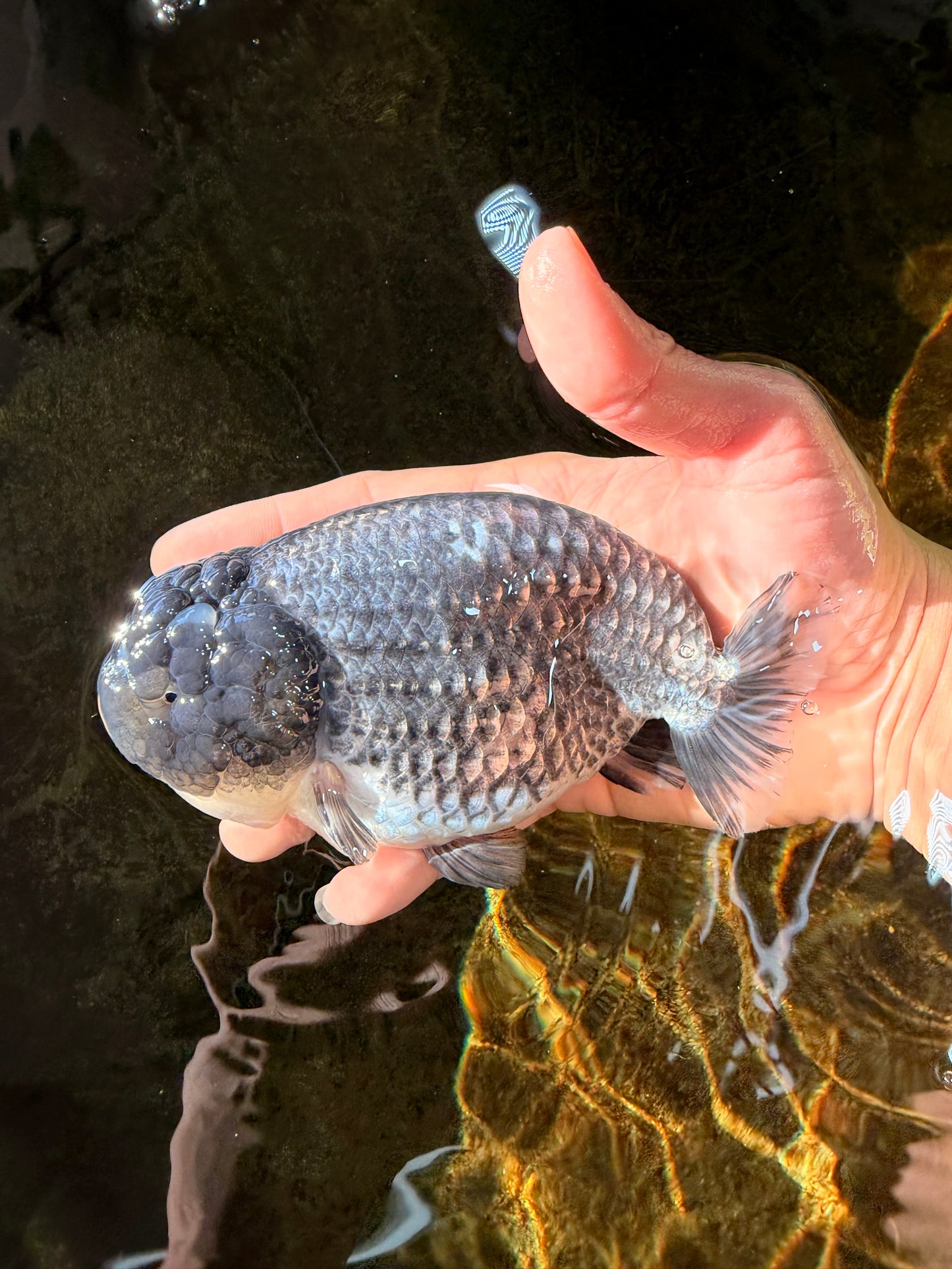 SPECIAL A Grade Black Blue LionQueen 5.5  inches #102425LC_07