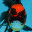 LAVA A Grade Tricolor Oranda Male 5 inches #082225OR_22