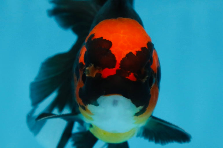 LAVA A Grade Tricolor Oranda Male 5 inches #082225OR_22