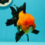 A Grade Grumpy Apache (Black Orange) Oranda Female 5 inches #110824OR_02