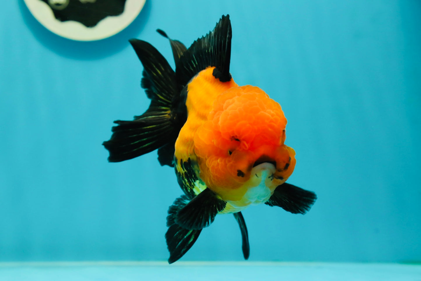 A Grade Grumpy Apache (Black Orange) Oranda Female 5 inches #110824OR_02