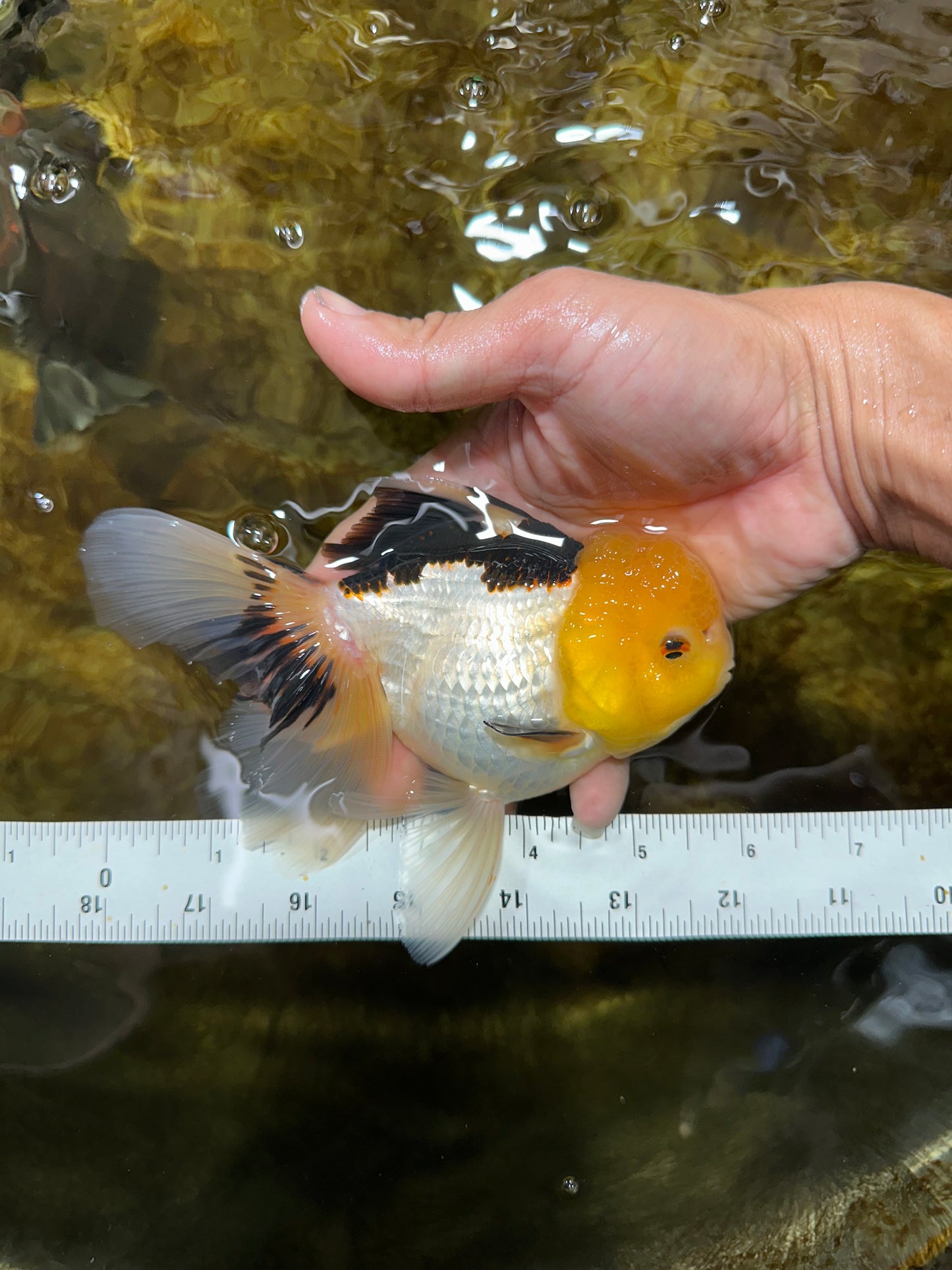 A Grade Panda Oranda Female 5.5-6 inches #082925OR_09