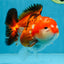 A Grade Tricolor Yuanbao Male 4.5 inches #103125YB_02