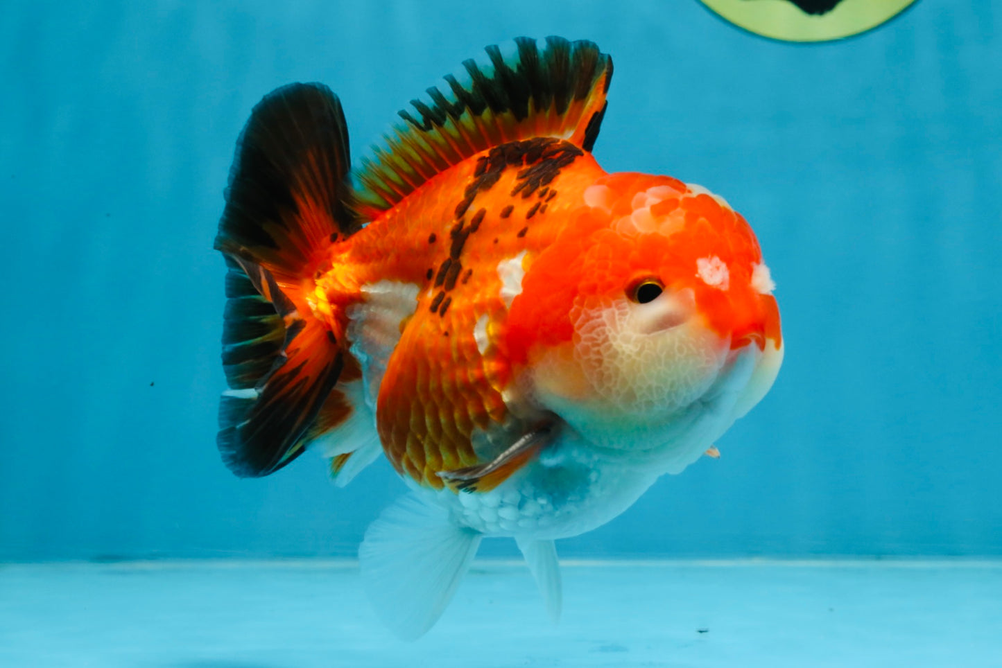 A Grade Tricolor Yuanbao Male 4.5 inches #103125YB_02