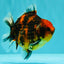 AAA Grade Tiger Yuanbao Male 4.5-5 inches #071026YB_16