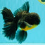 BATMAN AAA Grade Kirin Oranda Male 6.5 inches #080726OR_14