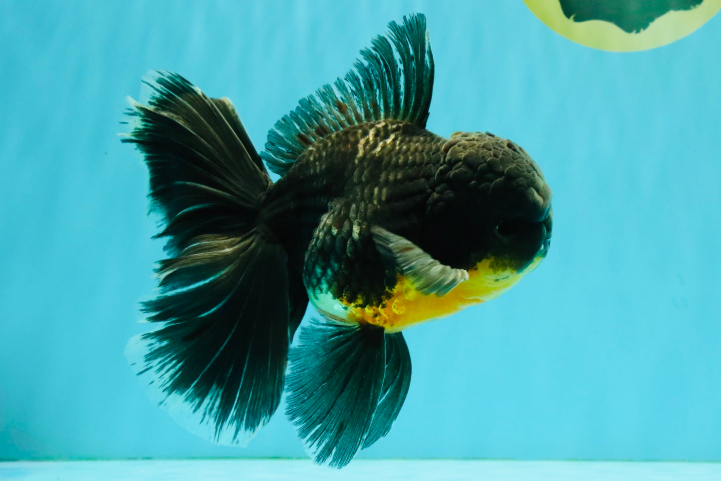 BATMAN AAA Grade Kirin Oranda Male 6.5 inches #080726OR_14