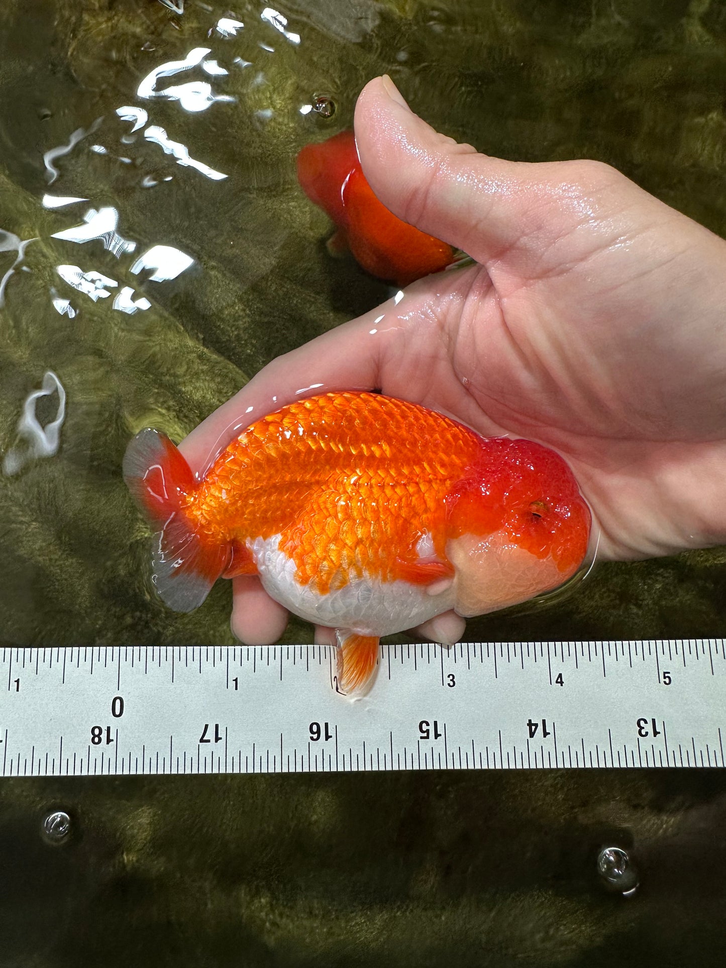 AAA Grade Red White LionKing 4-4.5  inches #053025LC_12