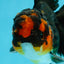 A Grade Tricolor Lava Head Oranda Male 5.5 inches #120624OR_04