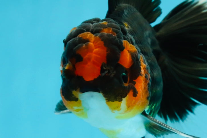 A Grade Tricolor Lava Head Oranda Male 5.5 inches #120624OR_04