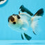 AAA Grade Panda Button Eyes Oranda Male 4.5 inches #0913OR_07