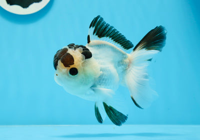 AAA Grade Panda Button Eyes Oranda Male 4.5 inches #0913OR_07