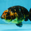 CHUBBY A Grade Calico Chinese Ranchu Female 5 inches #121225RC_06