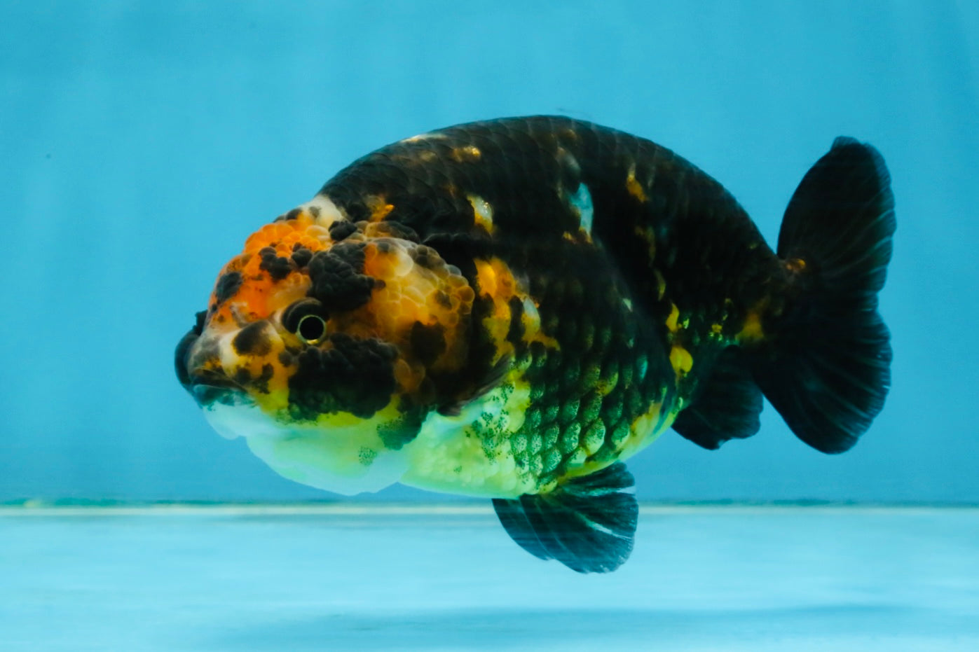 CHUBBY A Grade Calico Chinese Ranchu Female 5 inches #121225RC_06