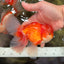 Red White Oranda Male 5.5-6 inches #082826OR_09