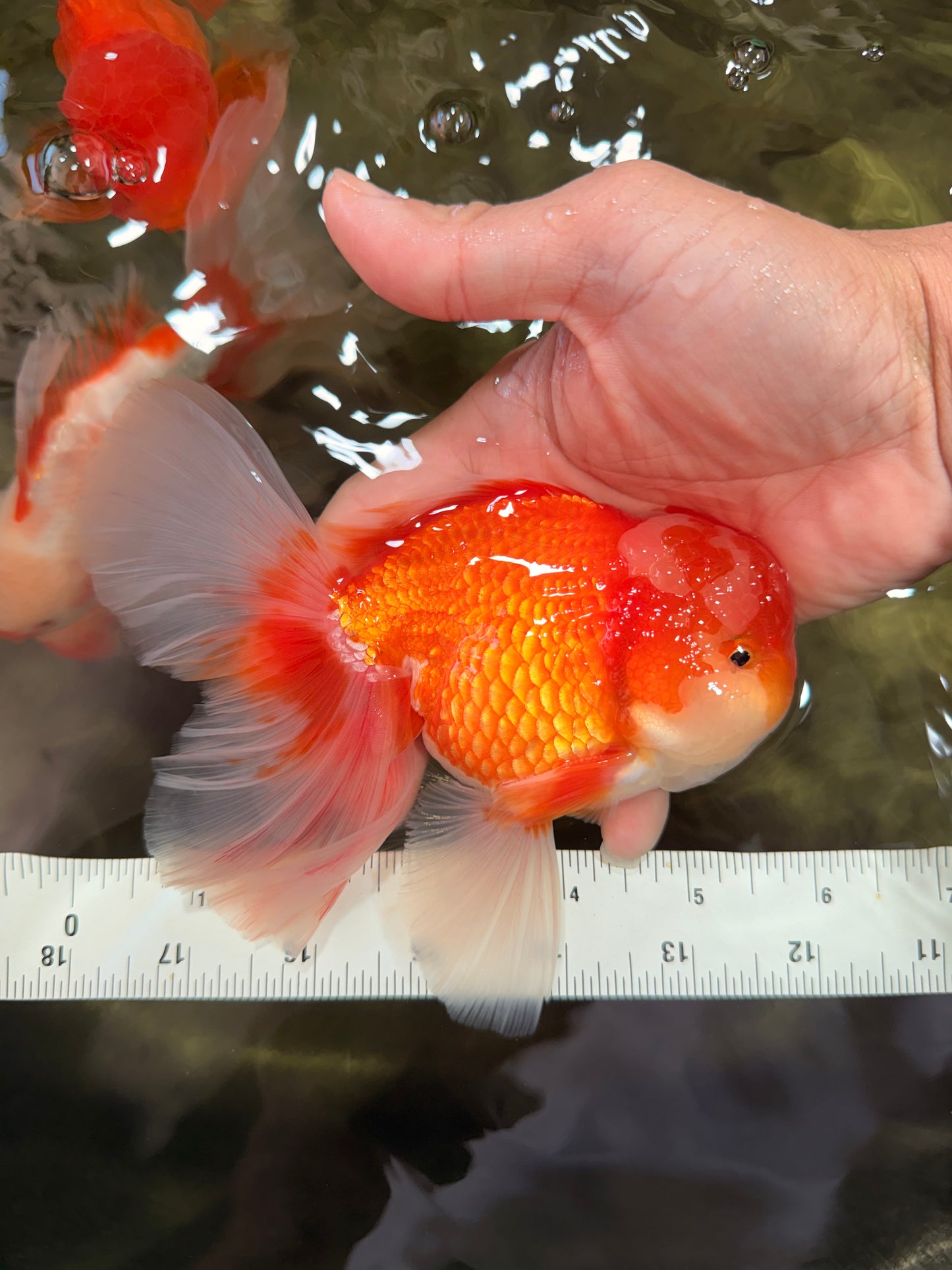 Red White Oranda Male 5.5-6 inches #082826OR_09