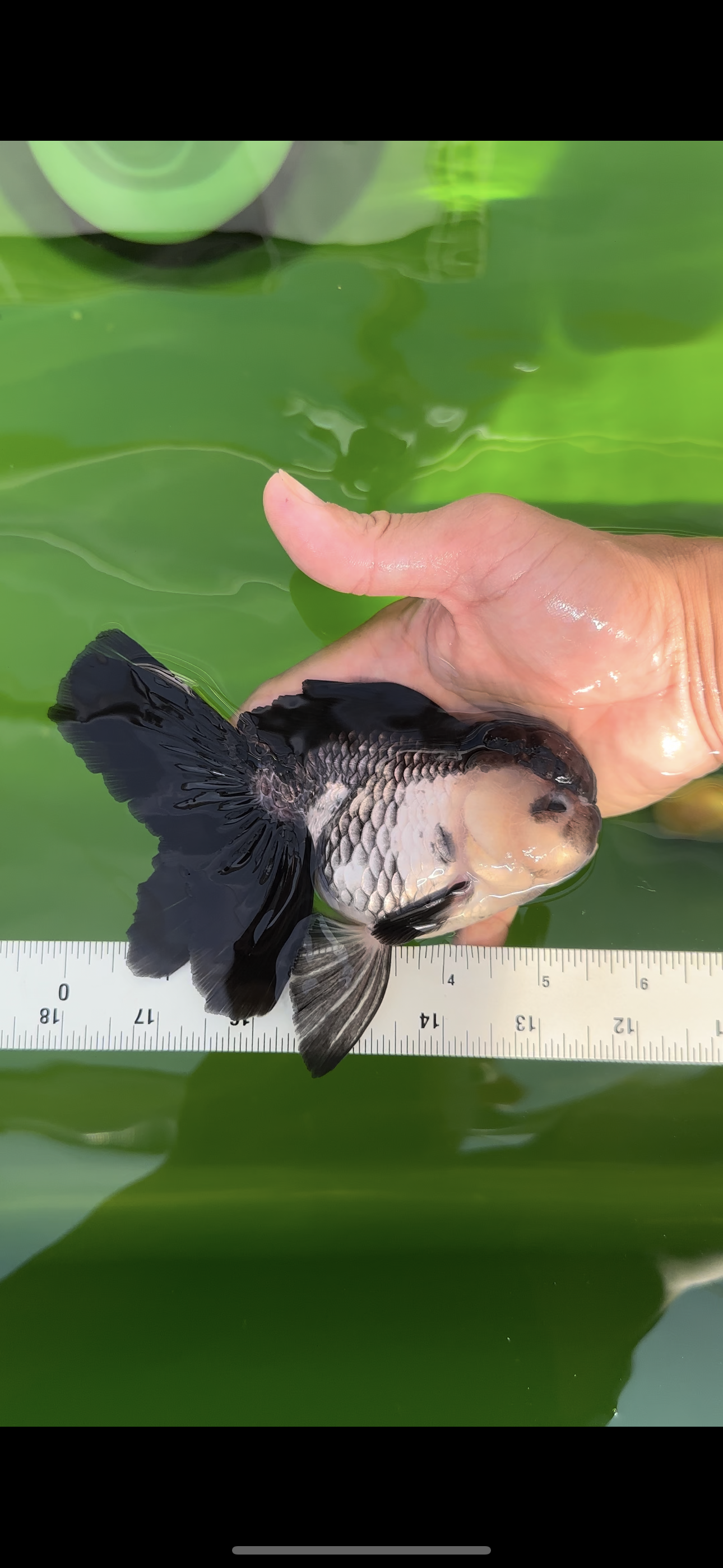 🐼 Panda femelle Oranda de catégorie A, 5,5 pouces #0517OR_01