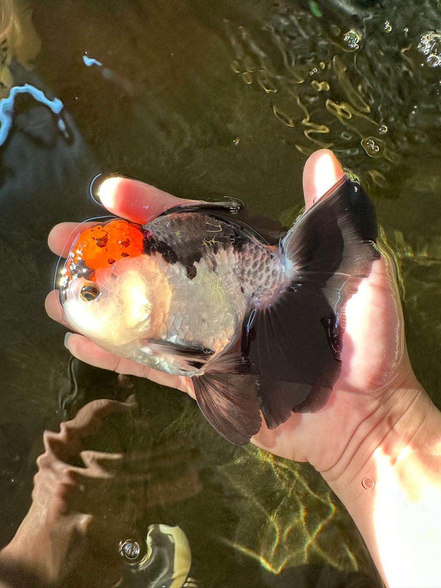 A Grade Tricolor Oranda Male 5-5.5 inches #110824OR_09