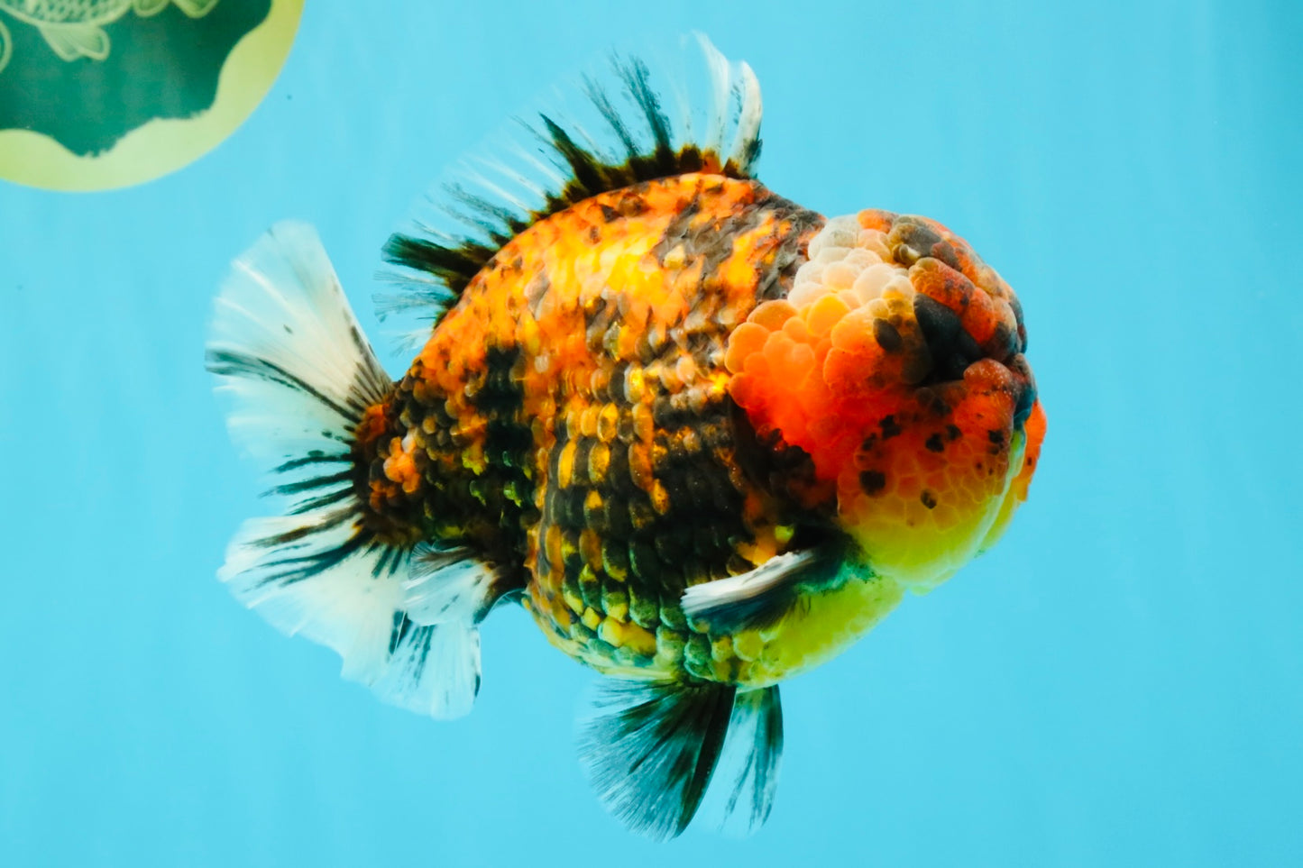 AAA Grade Godzilla Tiger Yuanbao Male 5.5-6 inches #031326YB_19