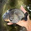 AAA Grade Black Blue Ranchu Female 6 inches #102326RC_01