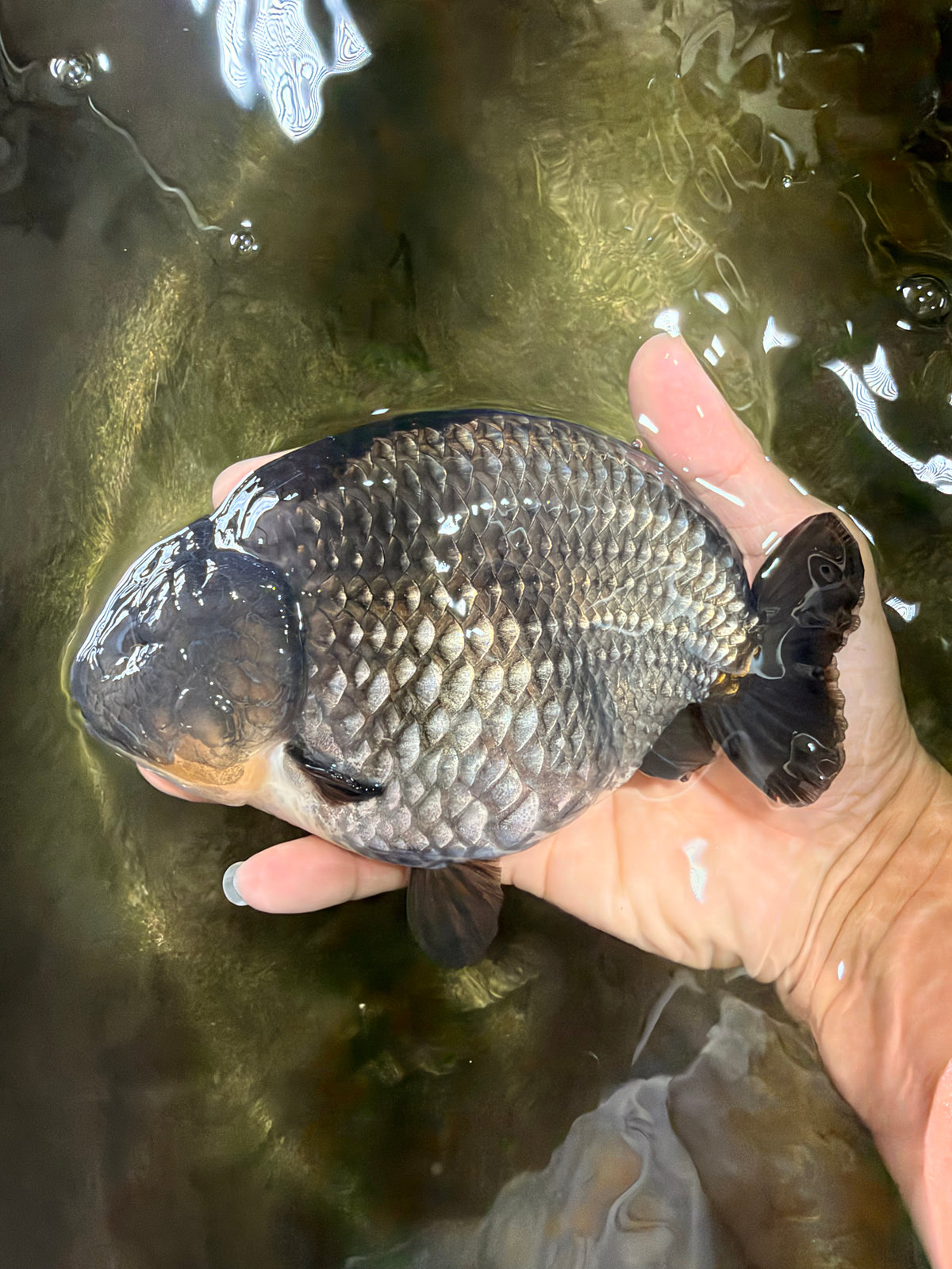 AAA Grade Black Blue Ranchu Female 6 inches #102326RC_01