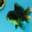 A Grade Tricolor Oranda Male 5.5 inches #112924OR_16