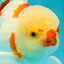 CHICKIE Red White Oranda Male 6.5 inches #080726OR_09