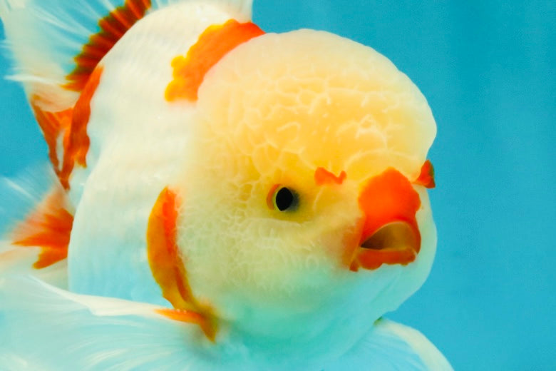 CHICKIE Red White Oranda Male 6.5 inches #080726OR_09