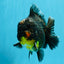 AAA Grade Dark Tiger Yuanbao Male 6-6.5 inches #041026YB_29