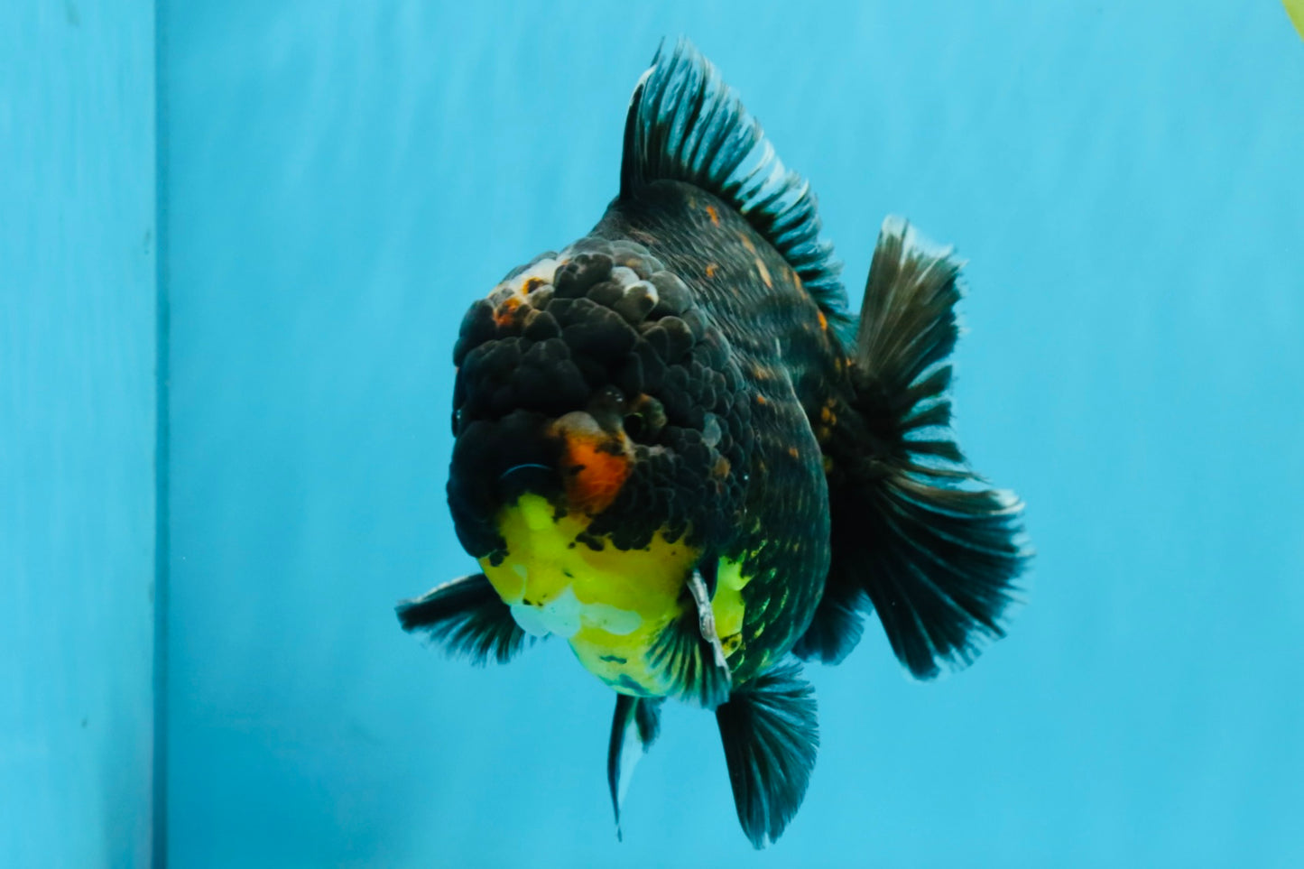 AAA Grade Dark Tiger Yuanbao Male 6-6.5 inches #041026YB_29