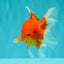 Red Cherry Oranda Female 5 inches #061926OR_14